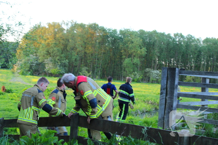 Brandweer redt uit uitgeputte Schotse Hooglander uit sloot