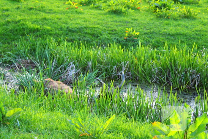 Brandweer redt uit uitgeputte Schotse Hooglander uit sloot