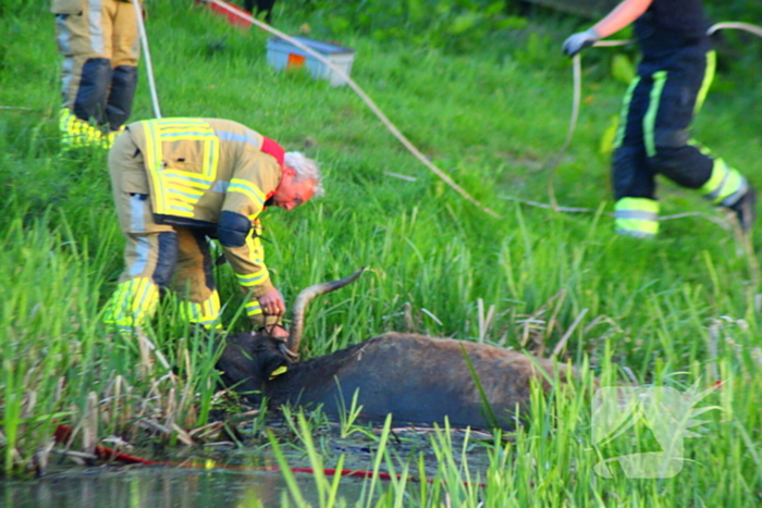 Brandweer redt uit uitgeputte Schotse Hooglander uit sloot