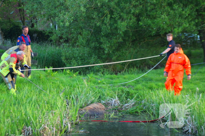 Brandweer redt uit uitgeputte Schotse Hooglander uit sloot
