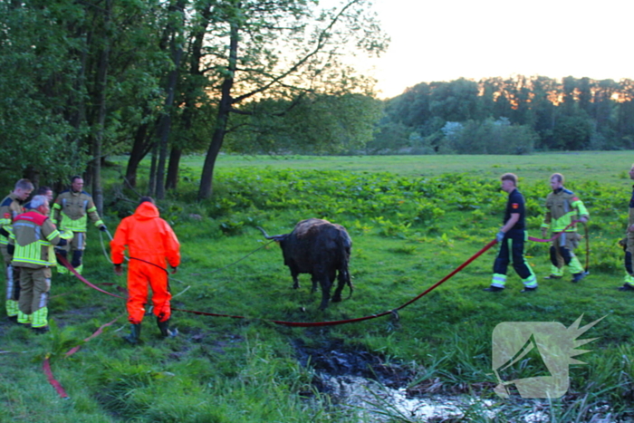 Brandweer redt uit uitgeputte Schotse Hooglander uit sloot