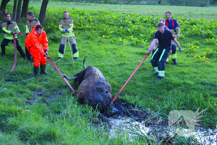 Brandweer redt uit uitgeputte Schotse Hooglander uit sloot
