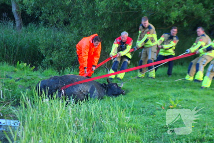 Brandweer redt uit uitgeputte Schotse Hooglander uit sloot
