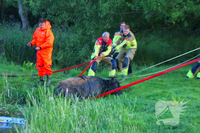Brandweer redt uit uitgeputte Schotse Hooglander uit sloot