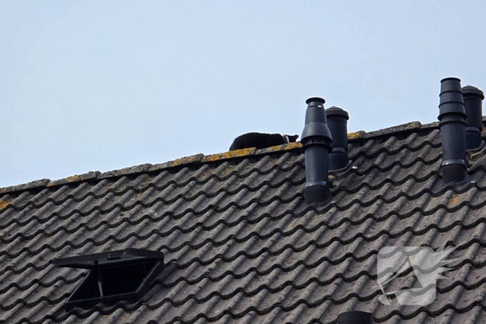 Brandweer redt kat na sprongetje van dak