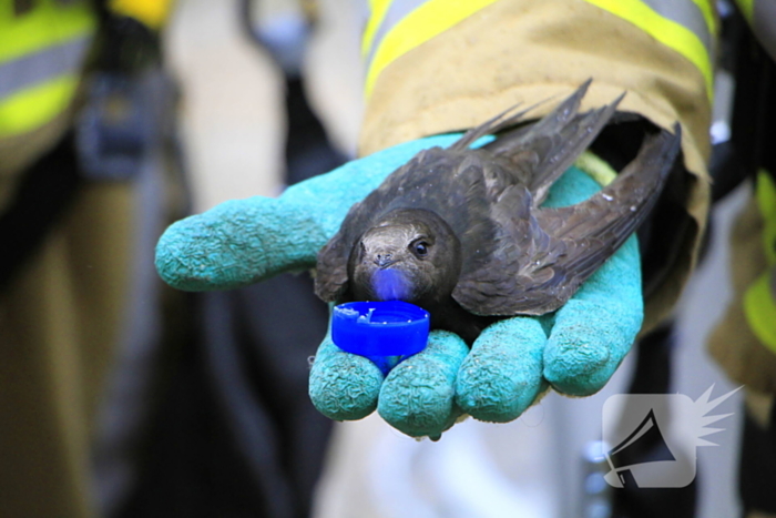 Zwaluw gered door brandweer