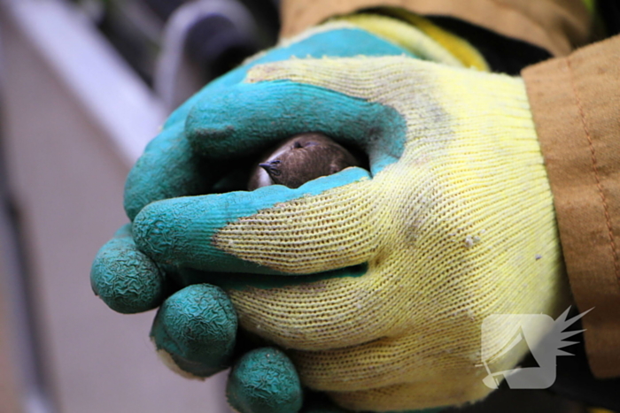 Zwaluw gered door brandweer