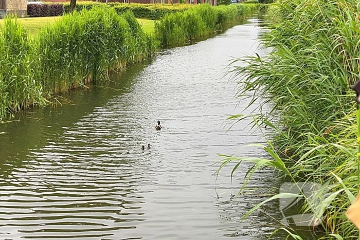 Brandweer redt vastzittende eendjes
