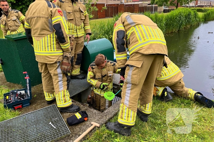 Brandweer redt vastzittende eendjes