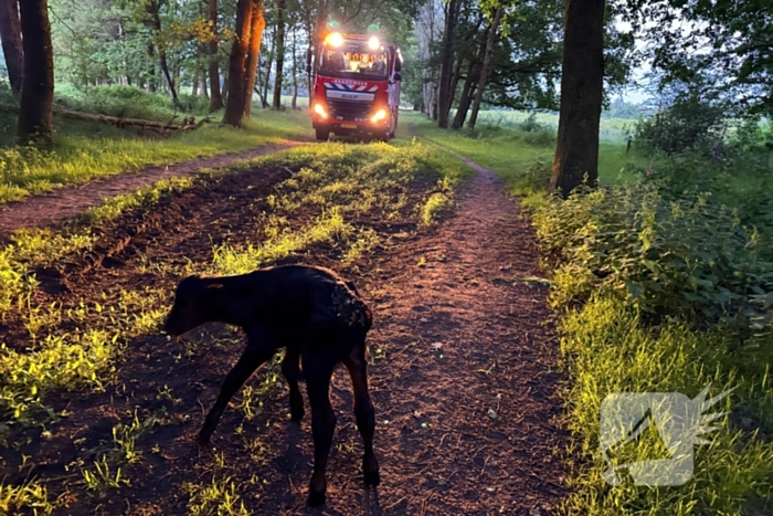 Wandelaars alert bij aantreffen kalf