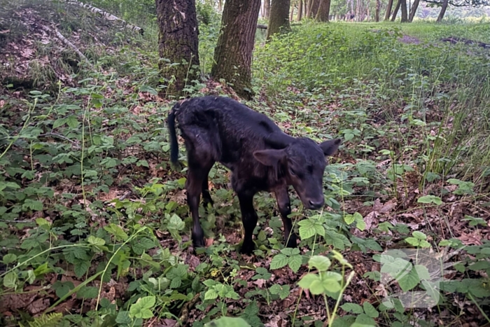 Wandelaars alert bij aantreffen kalf