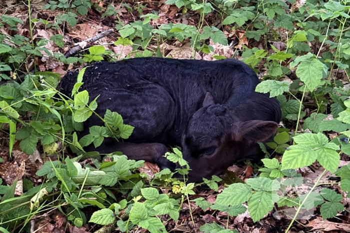 Wandelaars alert bij aantreffen kalf