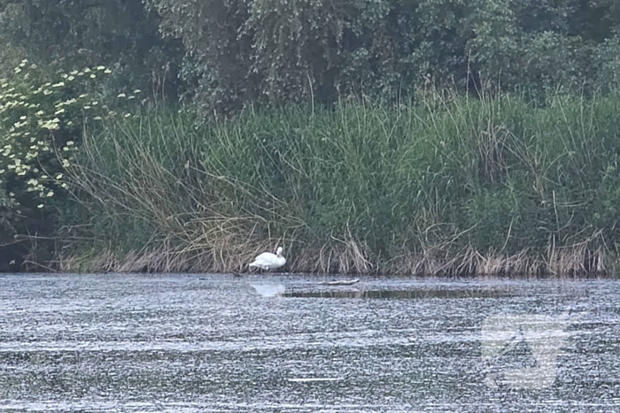 Brandweer ingezet voor mogelijke dier in problemen