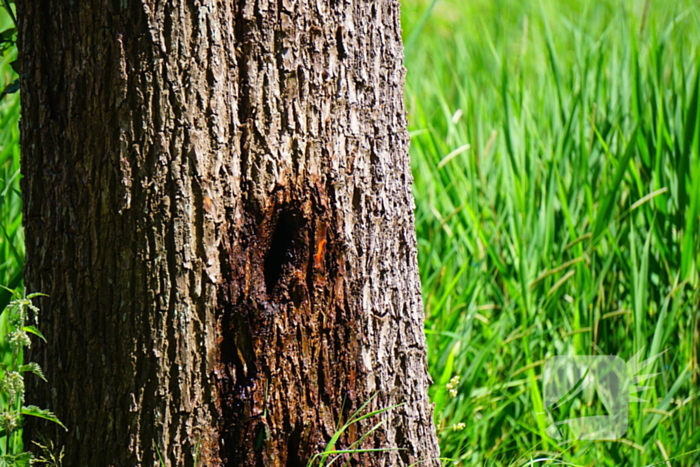 Sigaret oorzaak boombrand