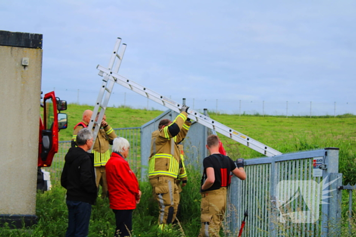 Brandweer ingezet voor schaap