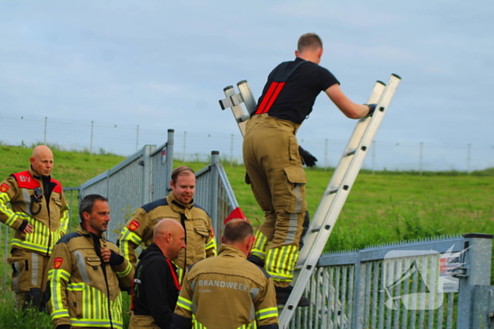 Brandweer ingezet voor schaap