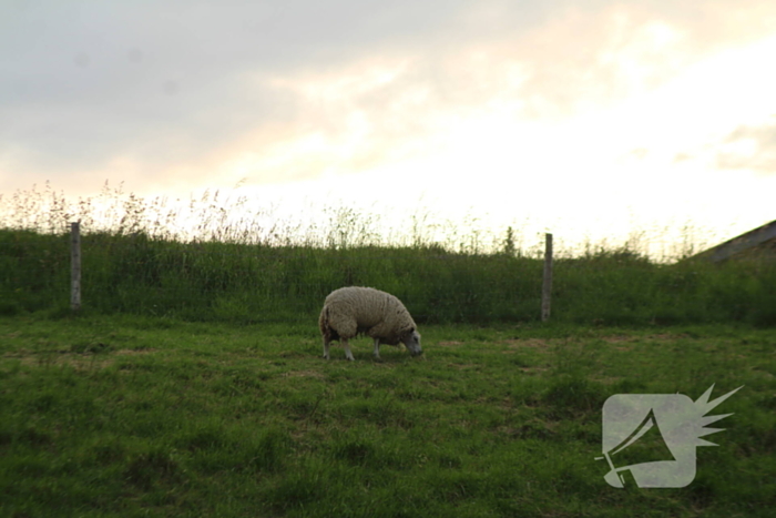 Brandweer ingezet voor schaap