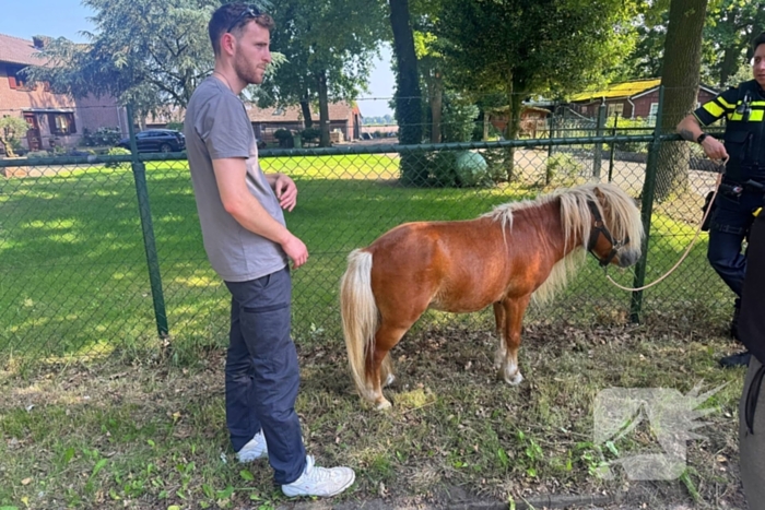 Shetland pony wordt slachtoffer van ongeval op drukke weg