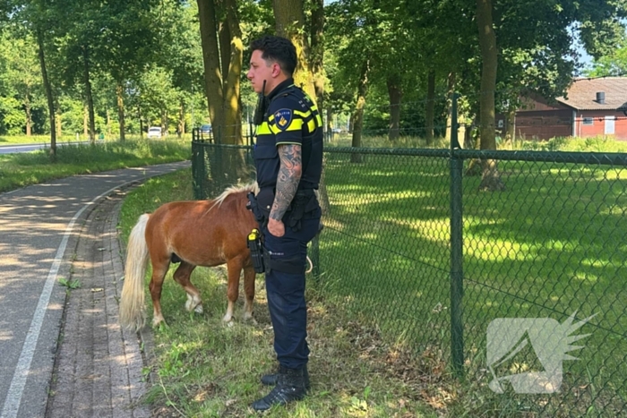 Shetland pony wordt slachtoffer van ongeval op drukke weg