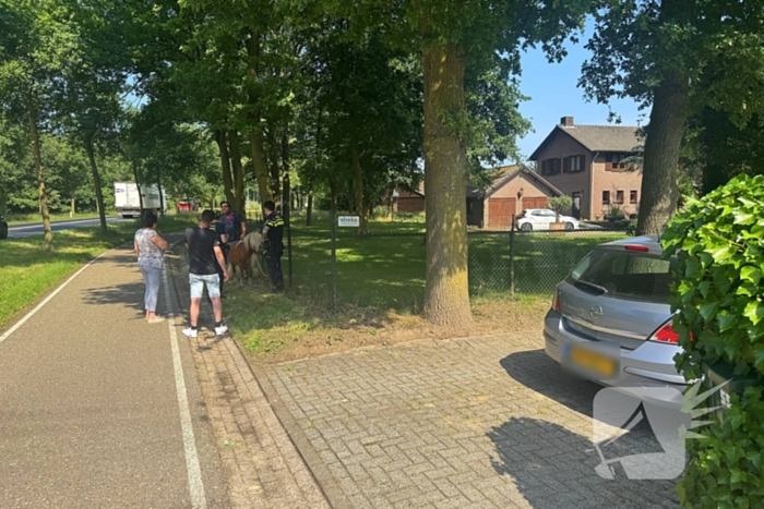 Shetland pony wordt slachtoffer van ongeval op drukke weg