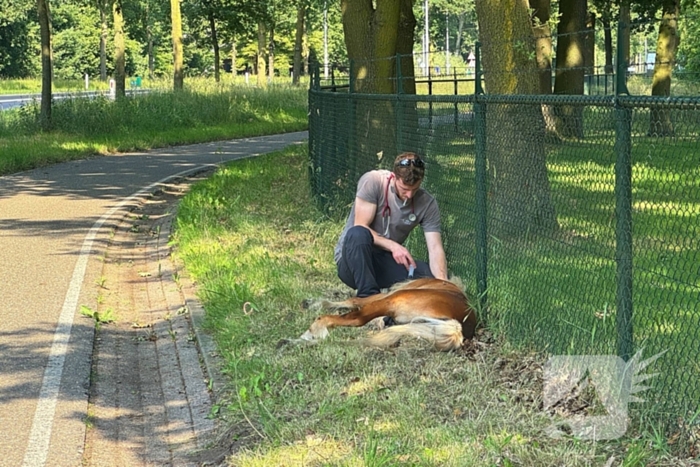 Shetland pony wordt slachtoffer van ongeval op drukke weg