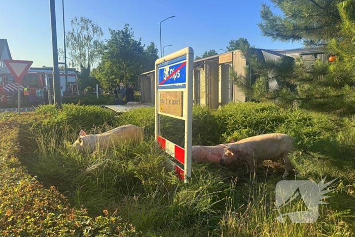 Vrachtwagen met varkens kantelt en blokkeert weg