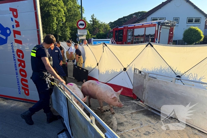 Vrachtwagen met varkens kantelt en blokkeert weg