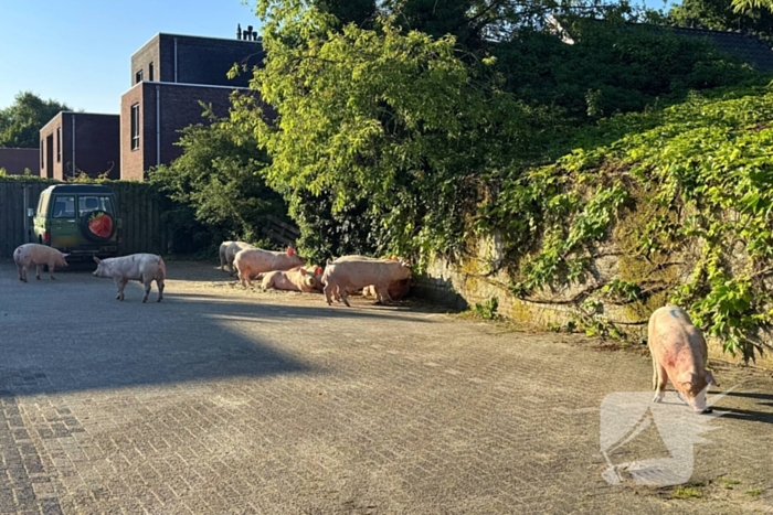 Vrachtwagen met varkens kantelt en blokkeert weg