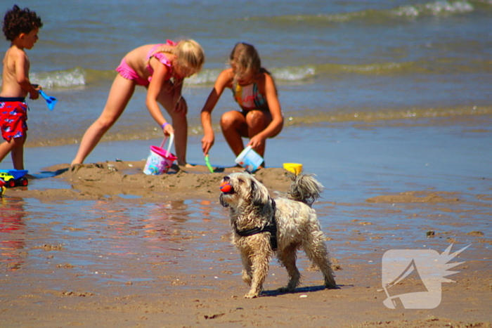 Mens en dier zoeken verkoeling aan het strand