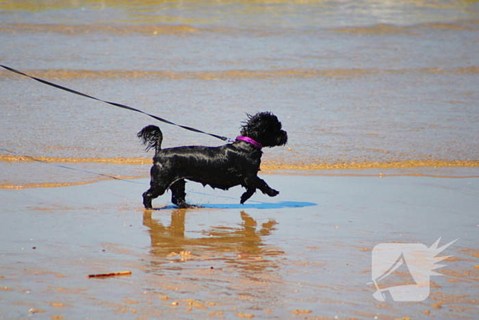 Mens en dier zoeken verkoeling aan het strand