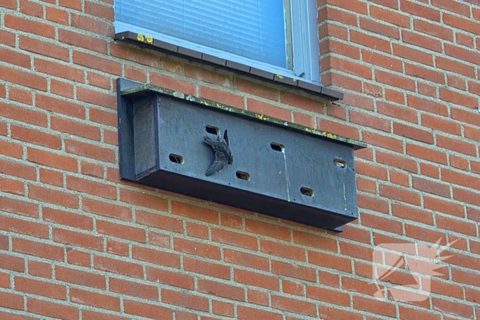 Zwaluw door brandweer bevrijdt uit nestkast