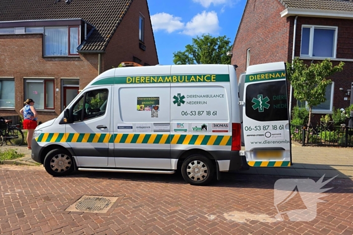 Zwaluw door brandweer bevrijdt uit nestkast