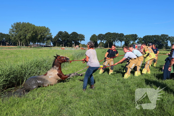 Paard succesvol gered uit sloot