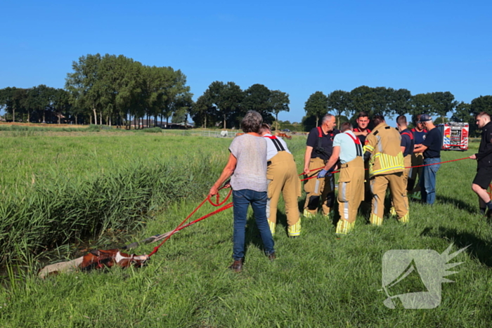 Paard succesvol gered uit sloot