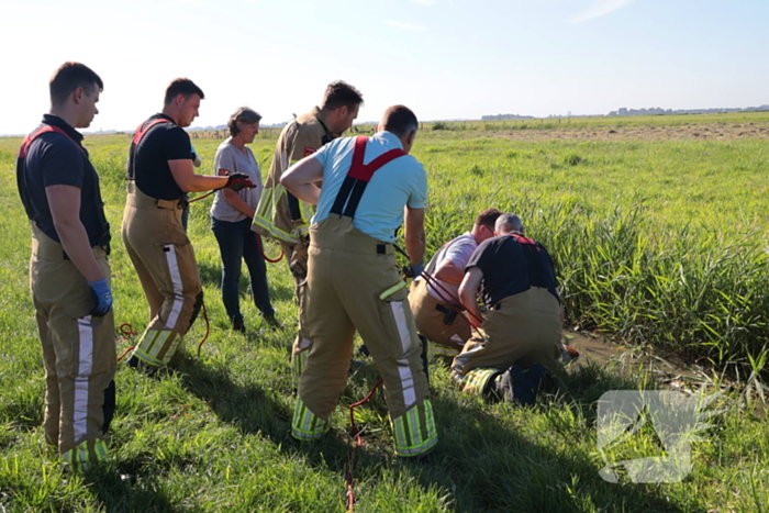 Paard succesvol gered uit sloot