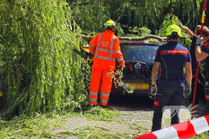Drie auto's beschadigd door omvallende boom