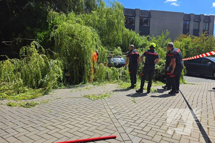 Drie auto's beschadigd door omvallende boom