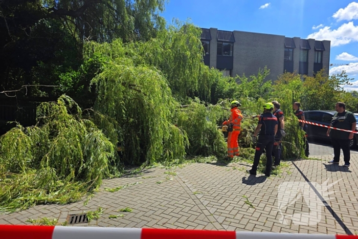 Drie auto's beschadigd door omvallende boom