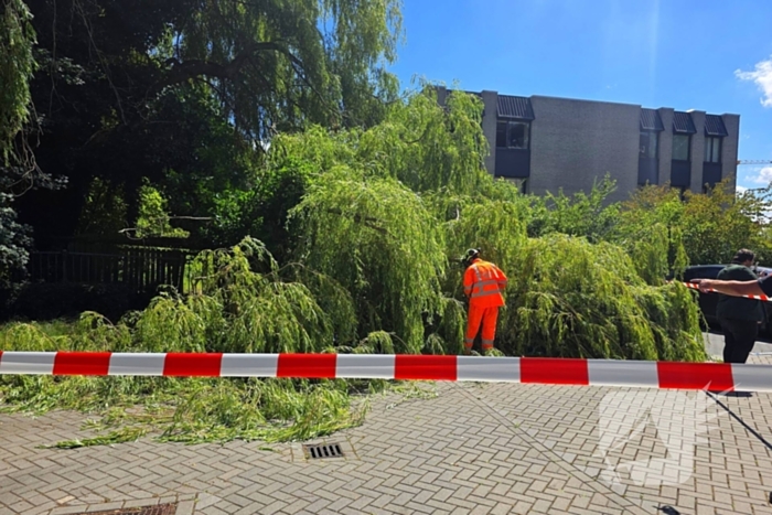Drie auto's beschadigd door omvallende boom