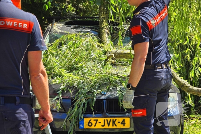 Drie auto's beschadigd door omvallende boom