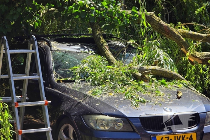 Drie auto's beschadigd door omvallende boom