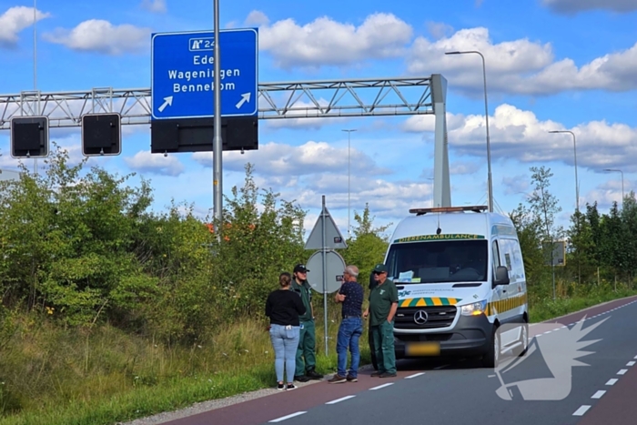 Hond aangereden door automobilist op snelweg