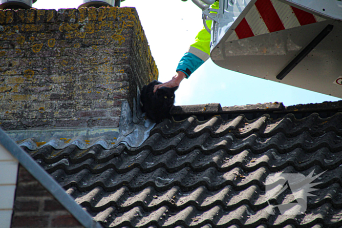 Dierenambulance in actie voor vastzittende kat