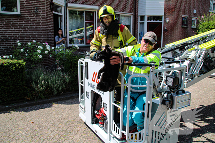 Dierenambulance in actie voor vastzittende kat