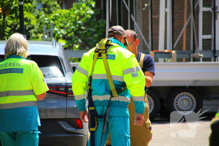 Dierenambulance in actie voor vastzittende kat