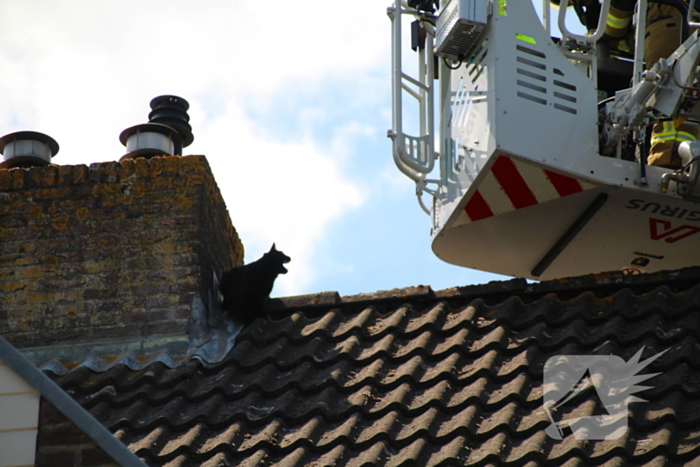 Dierenambulance in actie voor vastzittende kat