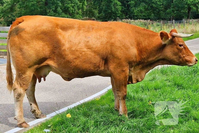 Koe ontsnapt en vast in wildrooster