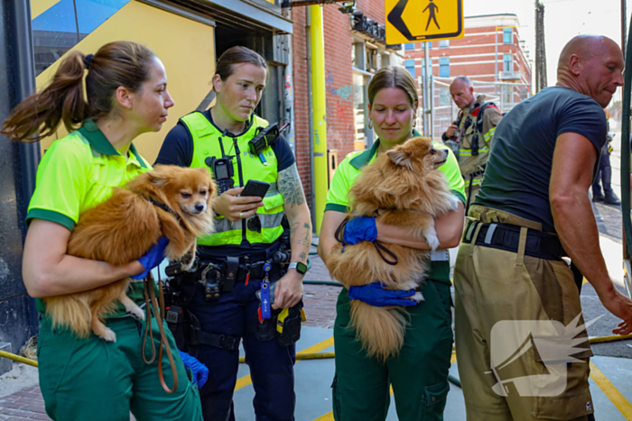 Honden gered uit woningbrand