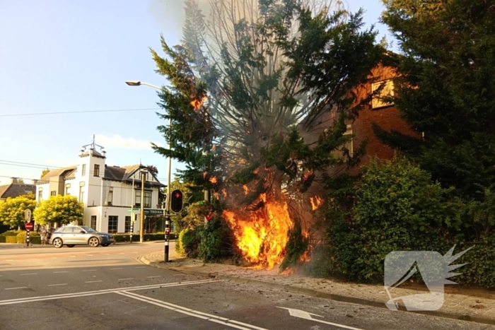 Flinke vlammen bij brand in conifeer