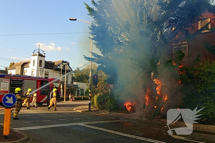 Flinke vlammen bij brand in conifeer
